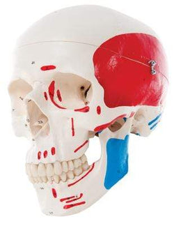 3B Anatomical Model - classic skull, 3-part painted