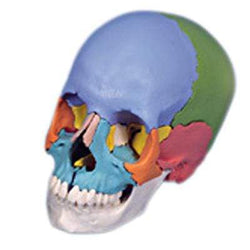 3B Anatomical Model - didactic skull, Beauchene 22-part