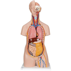3B Anatomical Model - Classic Unisex Human Torso Model, 14 part