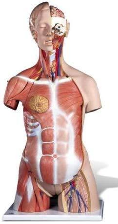 3B Anatomical Model - Deluxe Dual Sex Human Muscle Torso Model, 31 part