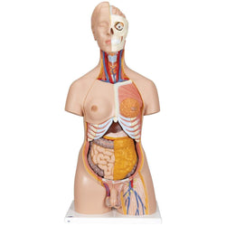 3B Anatomical Model - Deluxe Dual Sex Human Torso Model, 20 part
