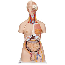 3B Anatomical Model - Deluxe Dual Sex Human Torso Model with Opened Back, 28 part