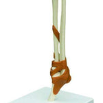 Functional Elbow Joint with Ligaments-Anatomy