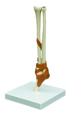 Functional Elbow Joint with Ligaments-Anatomy