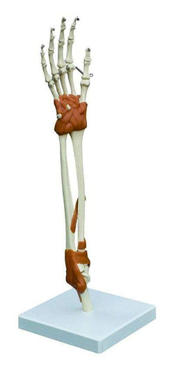 Hand and Elbow joint model- Anatomy