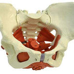 Female Pelvis with Pelvic Floor Muscles-Anatomy