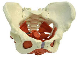 Female Pelvis with Pelvic Floor Muscles-Anatomy