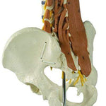 Pelvic Model with Lumbar Spine Muscles-Anatomy