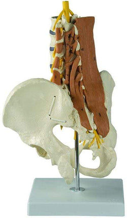 Pelvic Model with Lumbar Spine Muscles-Anatomy