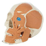 4-Part Human Skull with Facial Musculature