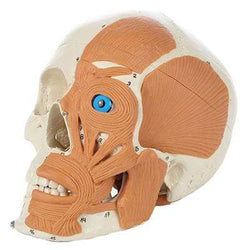 4-Part Human Skull with Facial Musculature